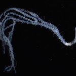 Nuevas pistas sobre el origen de un extraño gusano ramificado
