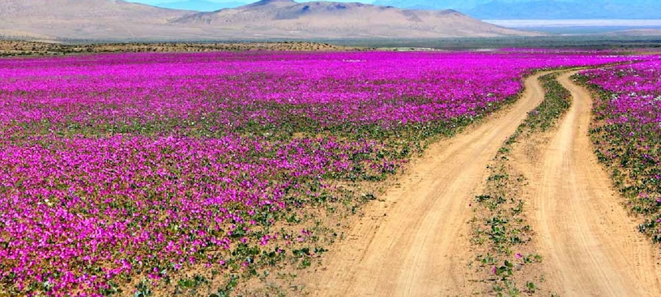 Flores en el Desierto de Atacama