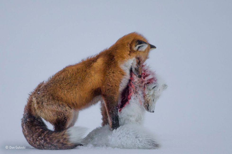 Historia de dos zorros, de Don Gutoski, ganadora del Wildlife Photographer of the Year 2015