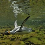 Los pingüinos rey, amenazados por los cambios climáticos