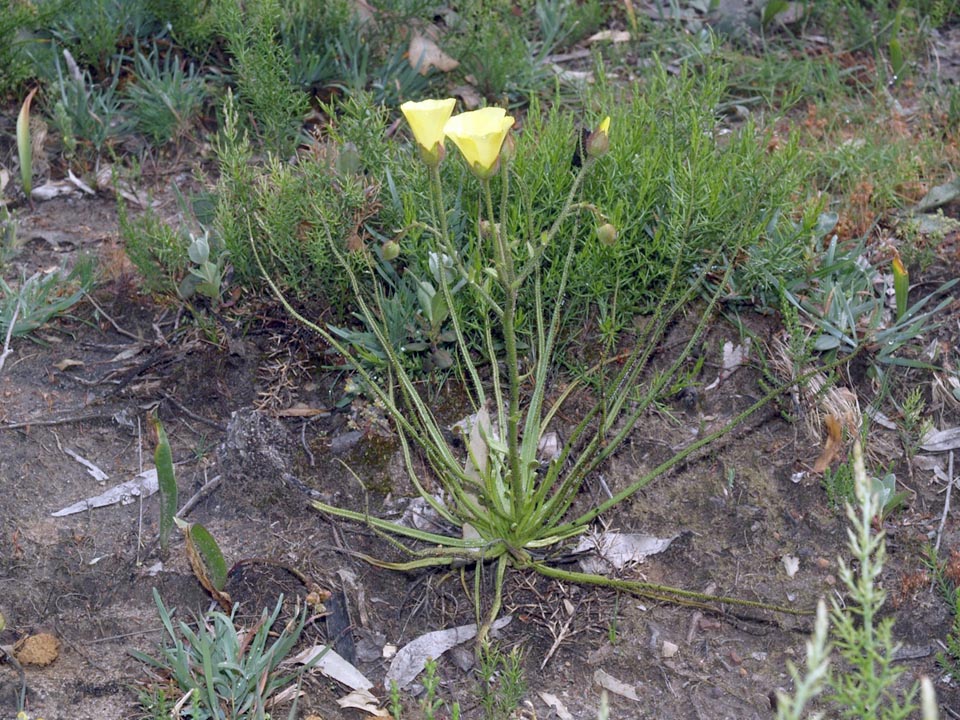 Planta Carnivora Drosophyllum lusitanicum
