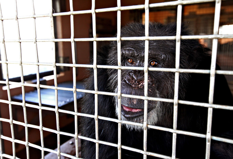 Cheetah, un chimpancé rescatado de un laboratorio biomédico en el santuario Fort Pierce de Save the Chimps- EFE