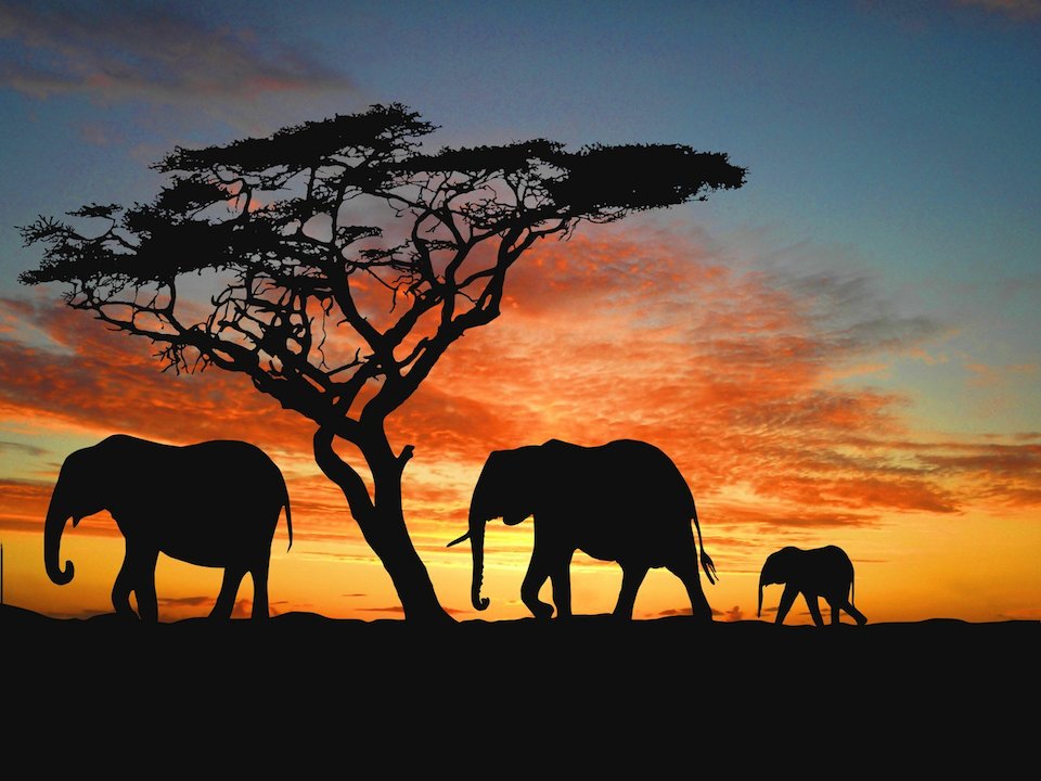 Elefantes al anochecer