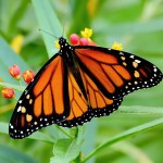 Los santuarios de la Mariposa Monarca, abiertos a partir del 21 de noviembre
