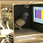 Las palomas distinguen entre tumores benignos y malignos a simple vista