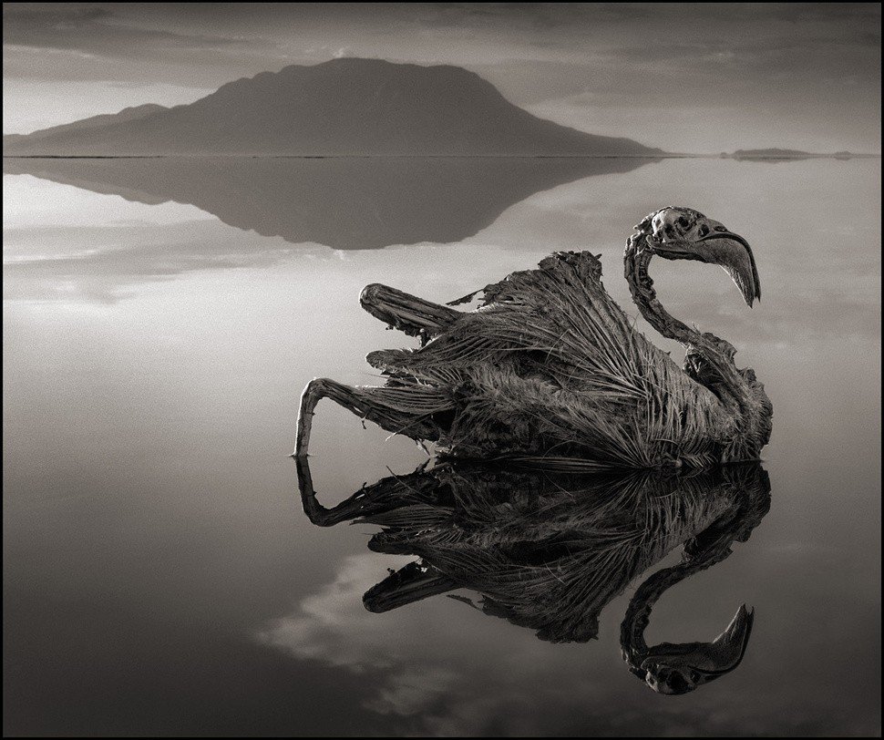 Cisne petrificado, lago Natron- Fotografía de Nick Brandt