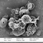 Las algas microscópicas se disparan por el dióxido de carbono