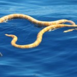 Dos serpientes marinas dadas por extintas vuelven a aparecer en Australia