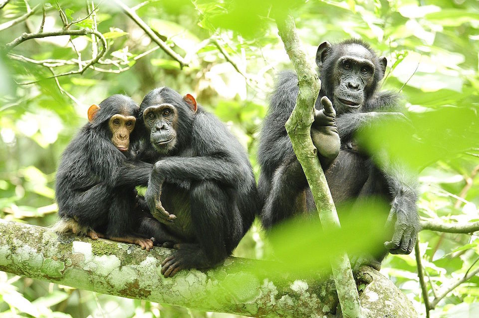 Familia de chimpancés- EOL
