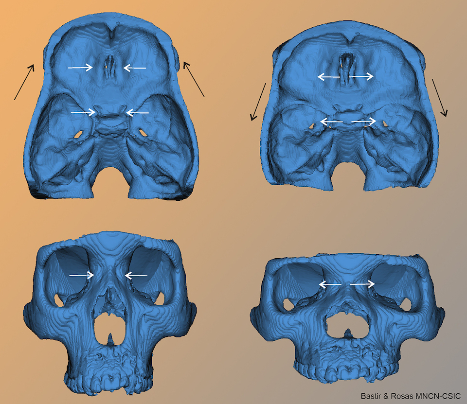 La evolución de la cara humana ligada al cerebro- CSIC