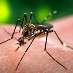 El Zika, «una amenaza de proporciones alarmantes”: OMS