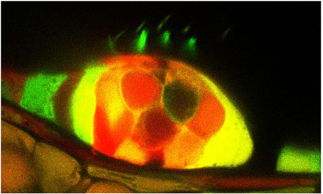 Nueva células crecen en los peces tras dañarse su oido interno- CCS-UPF