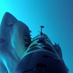 ¿Cuáles son las técnicas de caza del tiburón blanco?