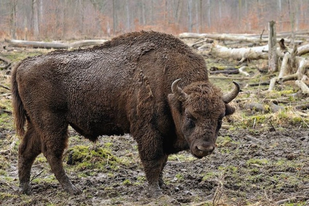 Bisonte europeo (Bison bonasus)- Michael Gäbler