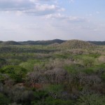 La importancia de los bosques tropicales en la captura de carbono