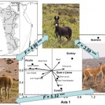 Burros, vicuñas y guanacos, juntos pero no revueltos en el desierto de Atacama