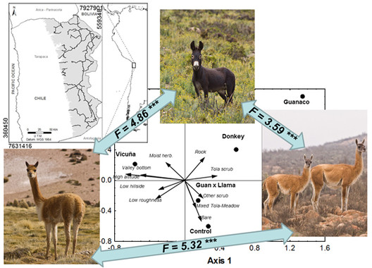Burros, vicuñas y guanacos en el desierto de Atacama
