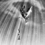 Delfines voladores- Anuar Patjane Floriuk