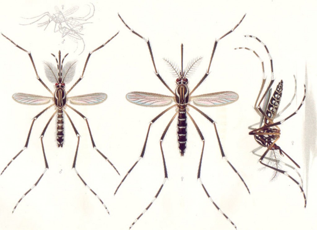Ilustración de 'Aedes aegypti' del año 1905. A la izquierda, el macho. En el centro y a la derecha, la hembra. Arriba, pareja copulando- Emil August Goeldi