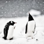 Pinguinos en la nieve- Anuar Patjane Floriuk