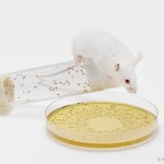 La flora intestinal de bebés sanos ayuda a crecer a ratones desnutridos