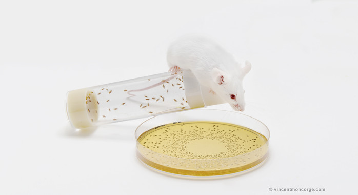 Ratón de laboratorio- Vincent Moncorge