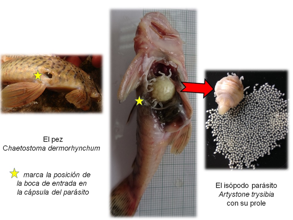 El crustáceo Artystone trysibia en la cavidad abdominal del pez carachama de Ecuador- Universidad de Alcalá