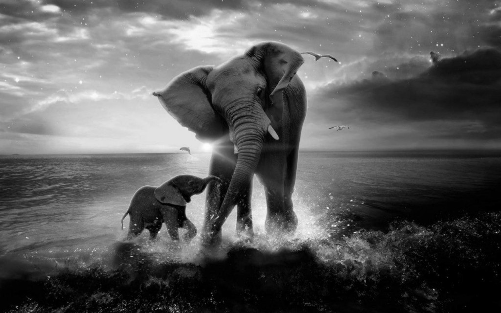 Elefanta con su bebé y delfín al fondo