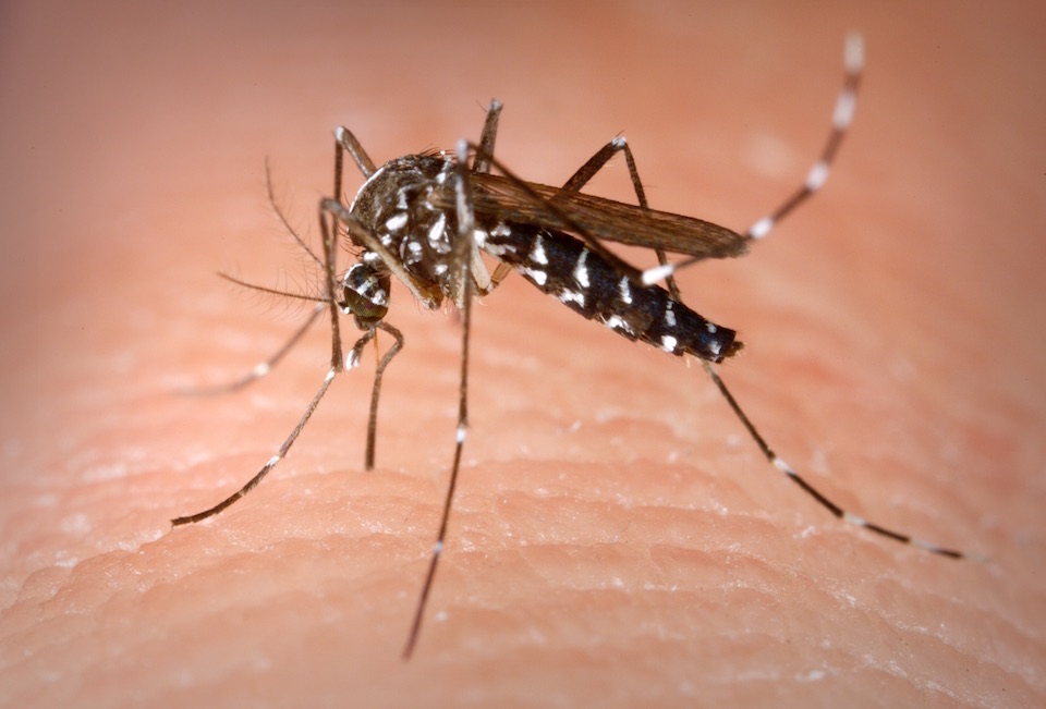 Hembra de mosquito Aedes Albopictus o "tigre asiático"- James Gathany, CDC