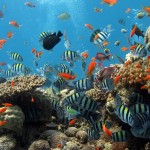La salud de la Gran Barrera de Coral se deteriora por el cambio climático