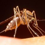 Día Mundial del Paludismo: El parásito que lo provoca se hace resistente a los medicamentos
