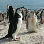 Las garrapatas llegan a la Antártida y transmiten parásitos a los pingüinos