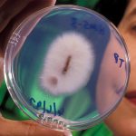 Un hongo emplea un camuflaje molecular para infectar a las plantas