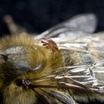 Dos mutaciones permiten a un parásito resistir a los plaguicidas y matar abejas