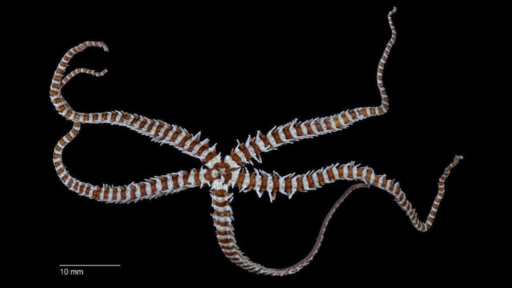 'Astrogymnotes hamishia' de Nueva Caledonia, especie de aguas profundas- C. Harding
