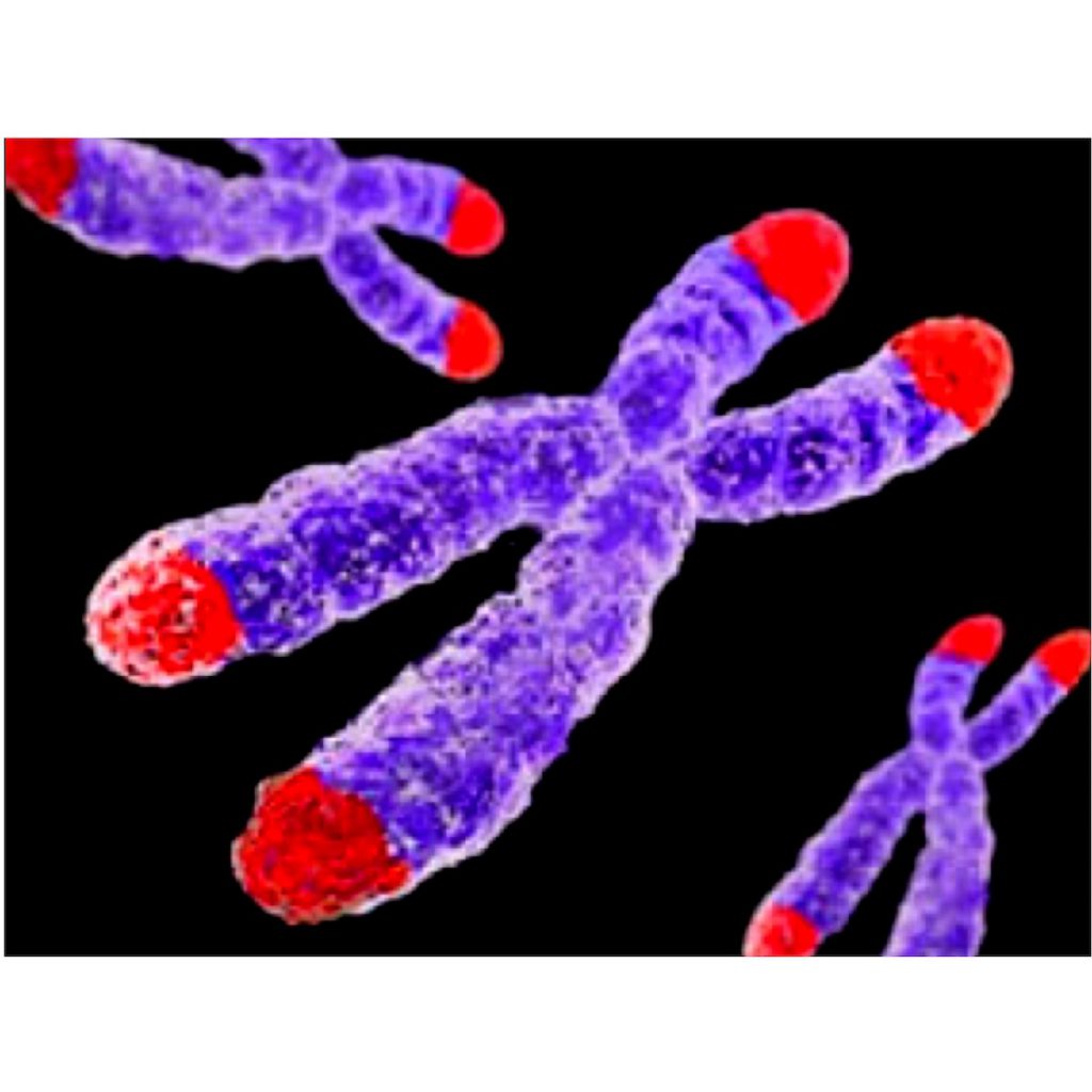 Cromosomas y sus telómeros