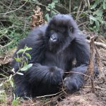 Los dientes de los gorilas de montaña se adaptan de acuerdo a su dieta