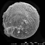 Micrometeoritos muestran que hace más de 2,500 millones de años ya había oxígeno en la Tierra