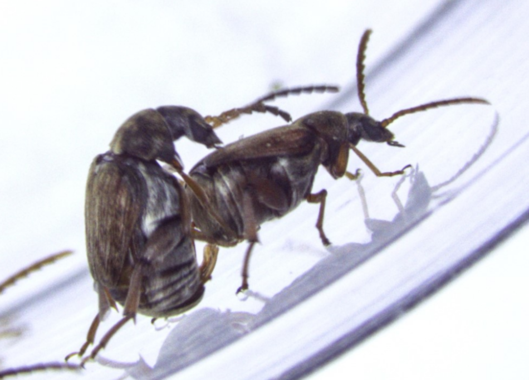 Un escarabajo macho intenta montar a otro- Ivain Martinossi-Allibert