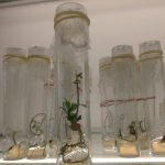 Reproducción de plantaciones vegetales a partir de células totipotentes