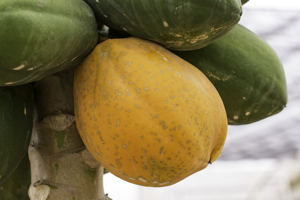 Kanput y Chakput, nuevas variedades de papaya en México