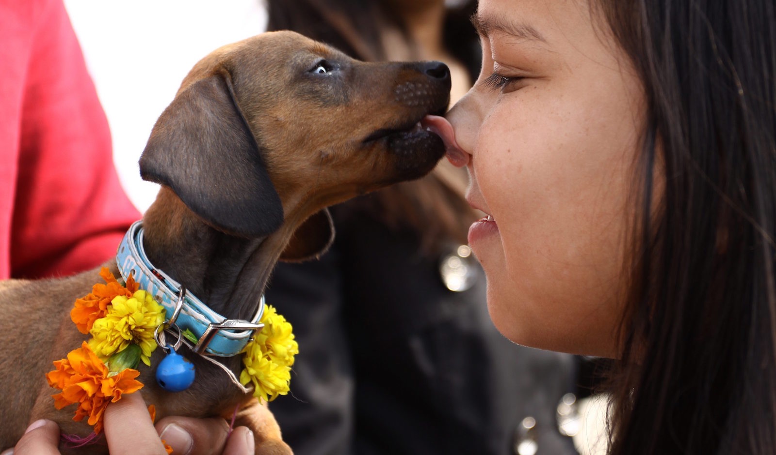 cuando se domesticaron los perros