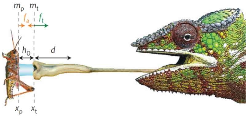 La saliva de los camaleones es un potente adherente de grandes presas. / Fabian Brau et al.