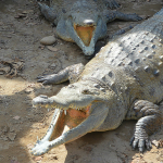 La adaptación de los cocodrilos a su territorio, monitorizada por satélite