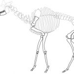 Desvelan las relaciones de parentesco evolutivo de las jirafas ibéricas del Mioceno