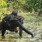 Las hembras de bonobo se enfadan más que los machos