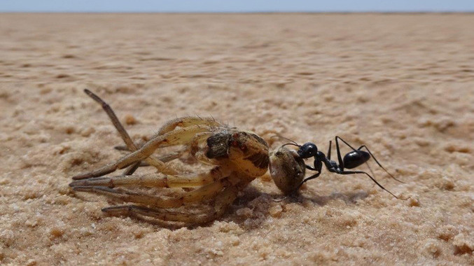 La hormiga del desierto (Cataglyphis fortis) no tiene problema en volver al nido marcha atrás arrastrando alimentos tan grandes como esta araña. / Matthias Wittlinger