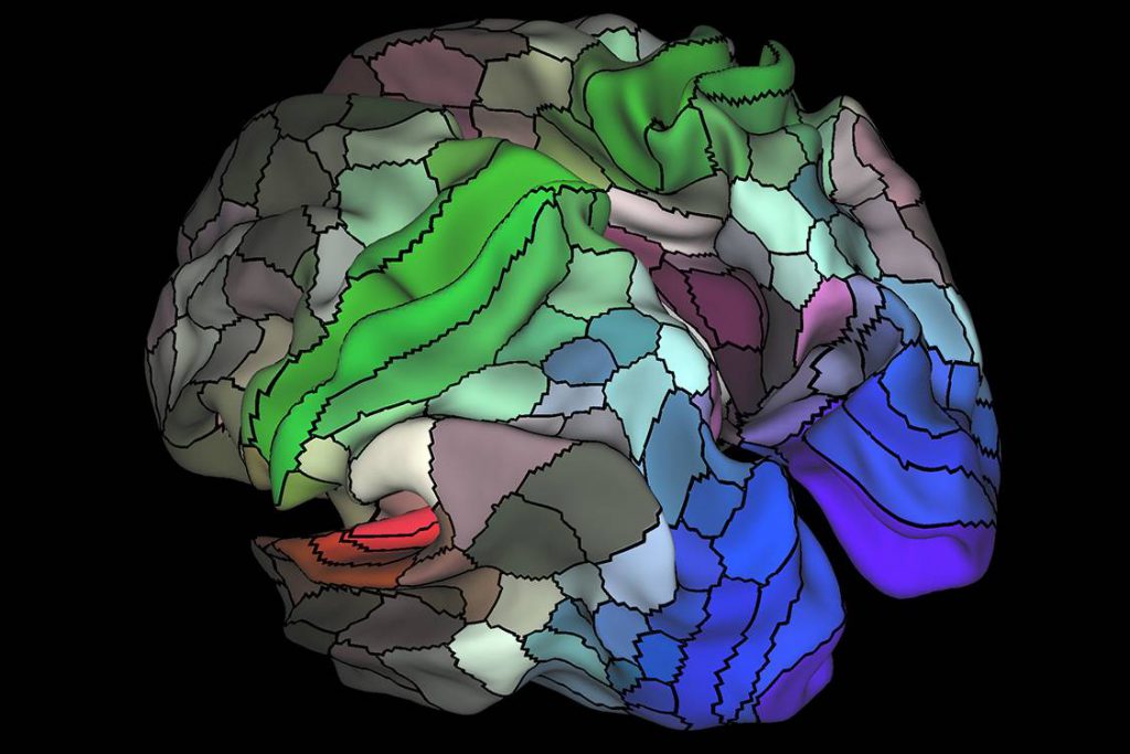 La imagen muestra de una parcelación de 180 áreas en el córtex humano en las superficies del hemisferio derecho e izquierdo. / Matthew F. Glasser, David C. Van Essen