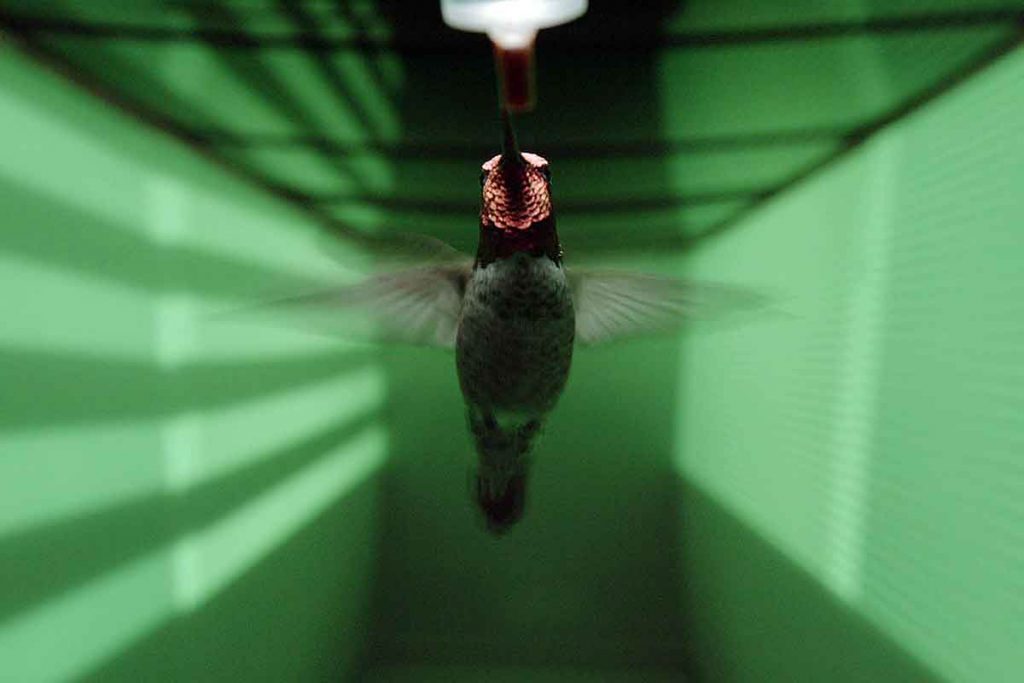 Uno de los colibrí de Ana empleados para el experimento. / Charlie Croskery
