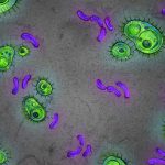 Bacterias intestinales han evolucionado millones de años junto a los homínidos